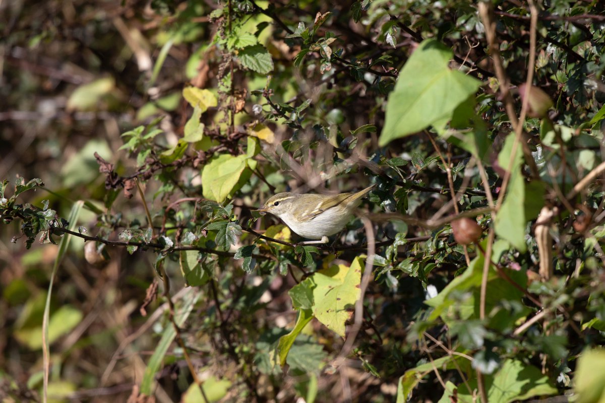 Oliver Metcalf (@metcow33) on Twitter photo A few more shots of the Two-barred Warbler at Whitestone Point, Whitby today now I'm back home. A great co-find with <a href="/chrisgomersall1/">chris gomersall</a>. Still buzzing, fingers crossed it turns back up and shows again tomorrow. @WhitbyNats <a href="/nybirdnews/">NorthYorksBirdNews</a> A few more shots of the Two-barred Warbler at Whitestone Point, Whitby today now I'm back home. A great co-find with <a href="/chrisgomersall1/">chris gomersall</a>. Still buzzing, fingers crossed it turns back up and shows again tomorrow. @WhitbyNats <a href="/nybirdnews/">NorthYorksBirdNews</a>