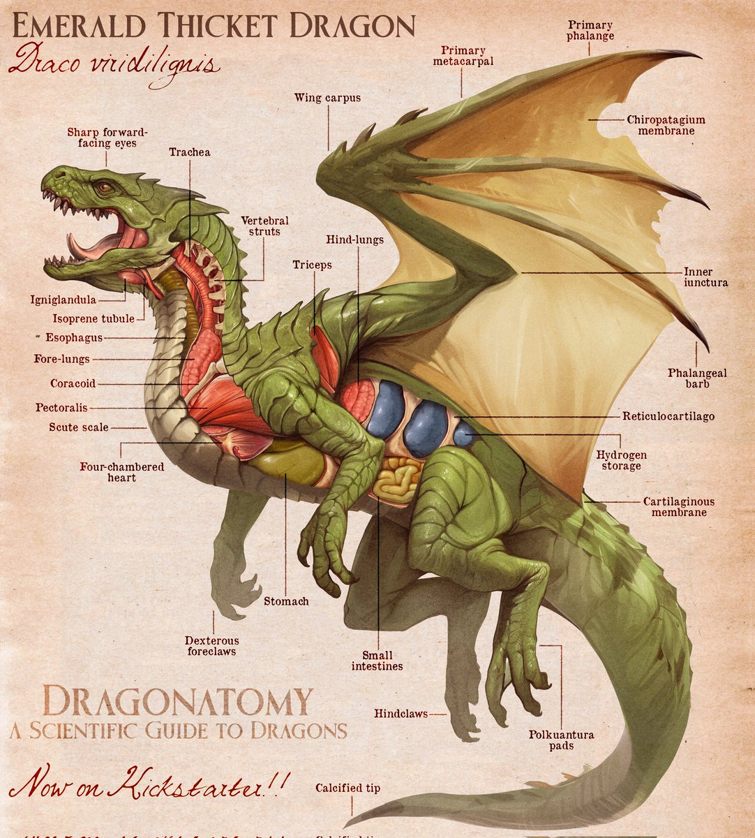 TopherStoll's tweet image. Dragonatomy, a Scientific Field Guide to Dragons is finally here!
kck.st/3zGpMEu
