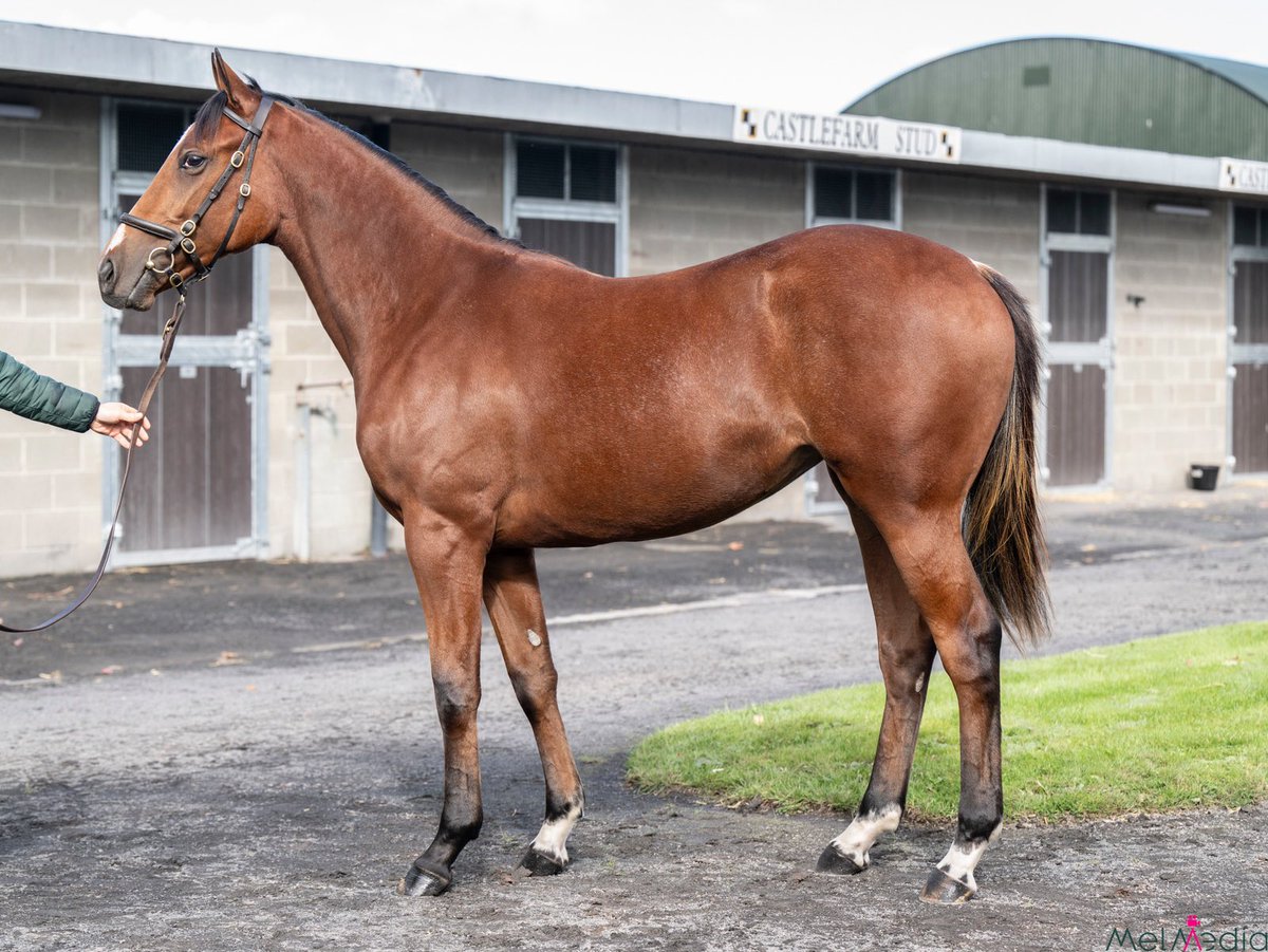 One more for The JC Organization at <a href="/Goffs1866/">Goffs</a> Orby, as agent Lars Kelp signs for lot 375, <a href="/LynnLodgeStud/">Lynn Lodge Stud</a> consigned filly by Dark Angel out of a winning own-sister to Group winners Valiant Prince and Klassique. She heads into training with <a href="/karl_burke/">Karl Burke</a> in UK 🥂🍾✨