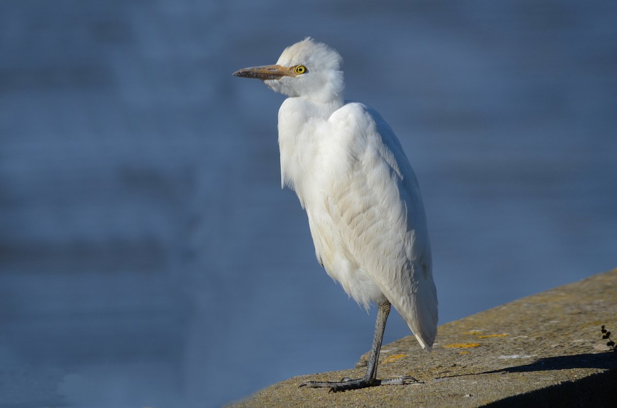 Garça-boieira (na foto), perna-verde-comum, gaivota-de-cabeça-preta, picanço-real e cotovia-montesina. Cinco aves a não perder em Outubro, seleccionadas por Gonçalo Elias e fotografadas por José Frade. wilder.pt/diversoes/aves…