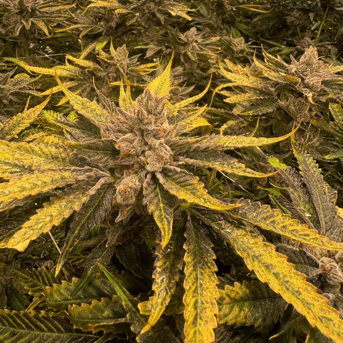 DogHouse Farms - Michigan tweet media