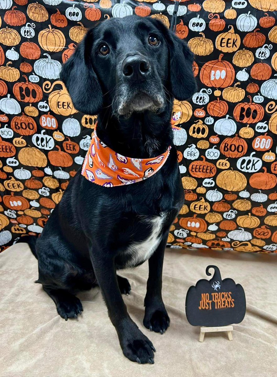 SockDog, Dogue CoverDog tweet media