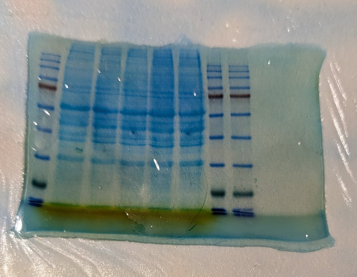 Barak Rotblat tweet media