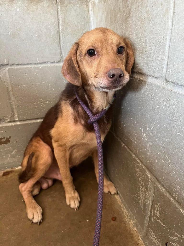 beaglefreedom's tweet image. Jupiter is a survivor of extreme neglect. He is now safe with us at Freedom Fields. Jupiter needs YOUR help to get the vet care he needs! ❤️‍🩹

To donate: bfp.org/donate/ 
Venmo: @beaglefreedom 
PayPal: PayPal.me/rescueproject 

#beaglefreedomproject #beaglefreedom