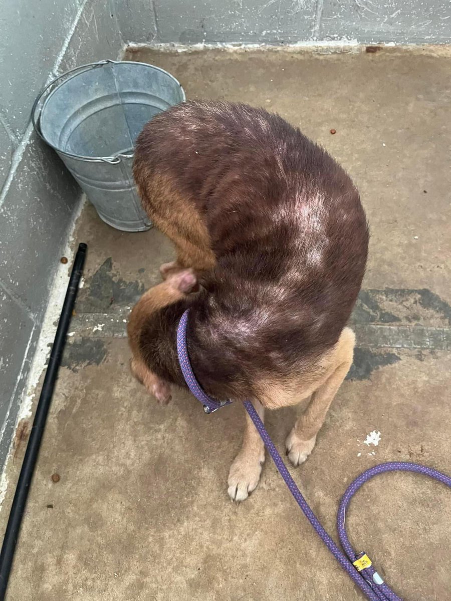 beaglefreedom's tweet image. Jupiter is a survivor of extreme neglect. He is now safe with us at Freedom Fields. Jupiter needs YOUR help to get the vet care he needs! ❤️‍🩹

To donate: bfp.org/donate/ 
Venmo: @beaglefreedom 
PayPal: PayPal.me/rescueproject 

#beaglefreedomproject #beaglefreedom