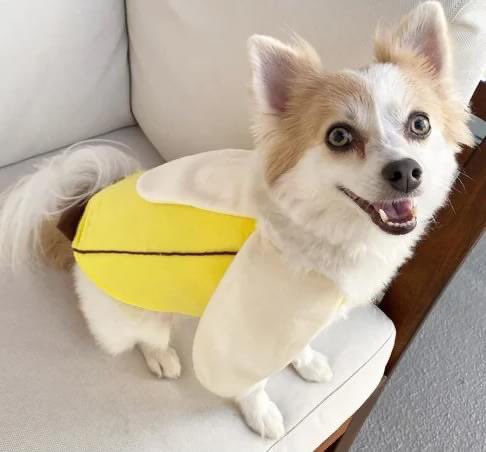 PawsAtHome's tweet image. 31 Days of #HowlOWeen: The happiest (&amp;amp; cutest) banana 🍌 you'll find on #WagginWednesday 🐶 #PAH31Howl 🎃