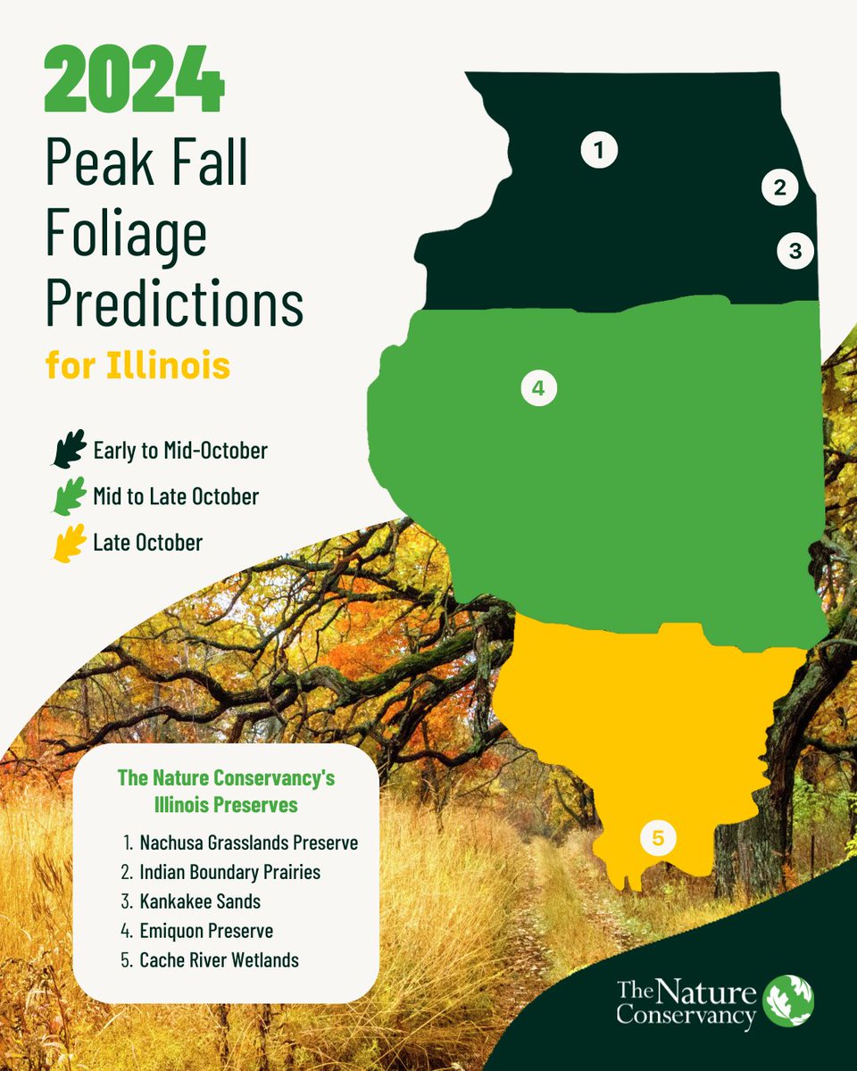 October is here, which means a vibrant display of fall foliage is just around the corner. 🍂 Now through the end of the month these autumnal hues will wash over the prairie state at varying times. Plan your leaf peeping trip to a TNC IL preserve near you: nature.org/preserves.