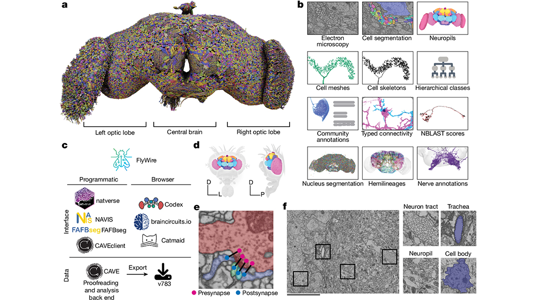 The first wiring diagram of the whole brain of a fruit fly, containing around 140,000 neurons and over 50 million connections, is presented in a paper in <a href="/Nature/">nature</a>. go.nature.com/3BChkqa