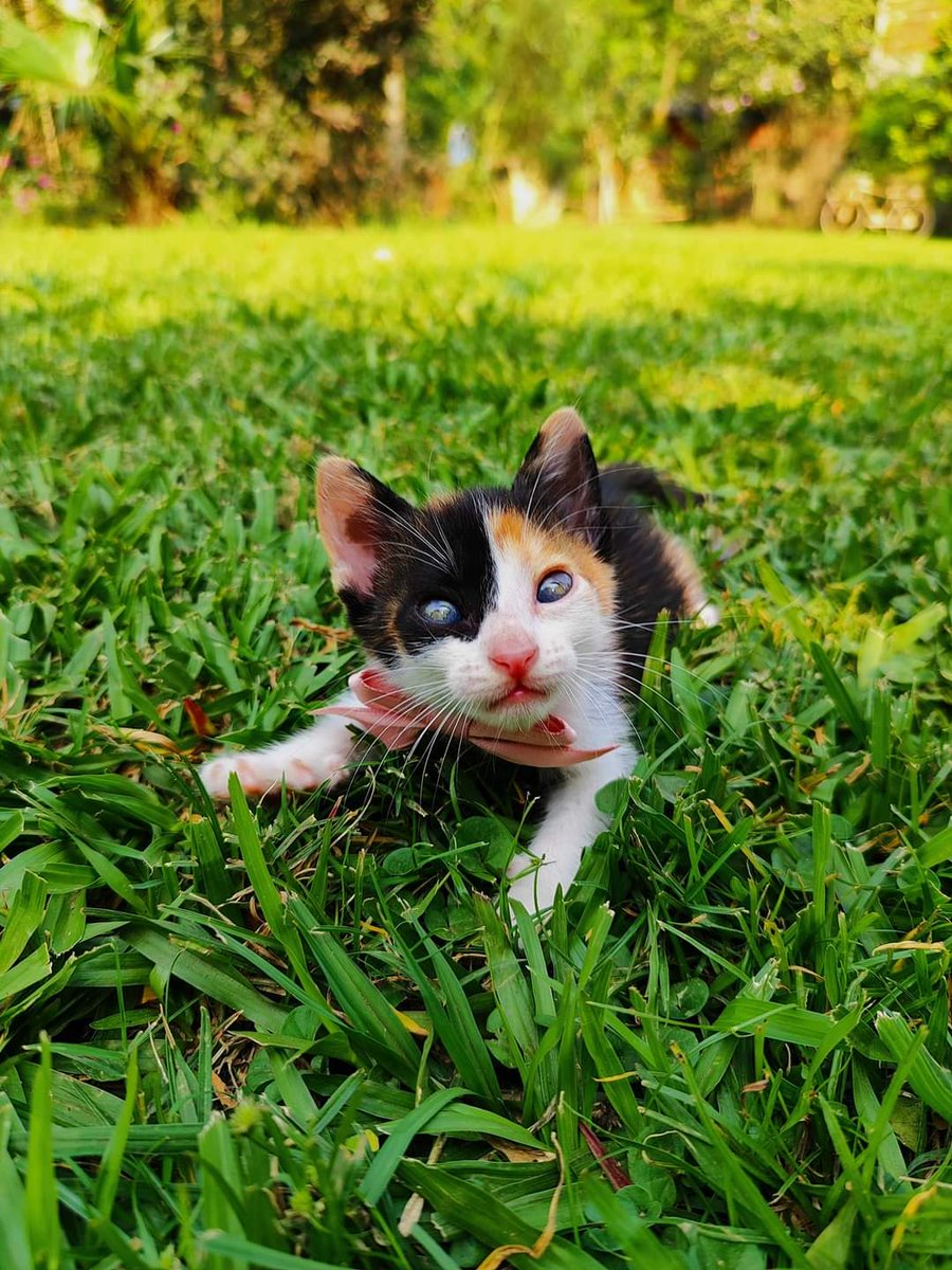 koalandeMichi's tweet photo. Pequeñitos preciosos en adopción💖

🎀 Cálico/Tricolor: hembrita

🧡Naranja: machito

🖤Negrito: machito

TODOS VAN CON COMPROMISO DE CASTRACIÓN Y LOS ACERCO HASTA SU NUEVO HOGAR 🤍

Número de contacto: 0971166463 
RT 👇🏻 https://t.co/JfKuCg6XKz