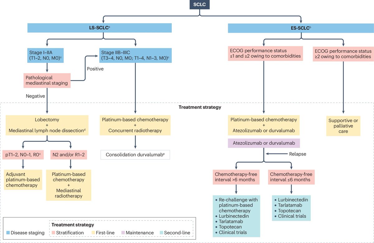 Triparna Sen (Sen-Lab) (@triparnasen) on Twitter photo It is truly an exciting time for small-cell #lungcancer and we are witnessing the #research, and #treatment strategies progress at an impressive speed.
In light of the encouraging #SCLC data presented at #ASCO2024 and #WCLC2024, I am happy to share our <a href="/NatRevClinOncol/">NatureRevClinOncol</a> review It is truly an exciting time for small-cell #lungcancer and we are witnessing the #research, and #treatment strategies progress at an impressive speed.
In light of the encouraging #SCLC data presented at #ASCO2024 and #WCLC2024, I am happy to share our <a href="/NatRevClinOncol/">NatureRevClinOncol</a> review