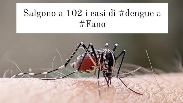 🦟🦠 Largest #dengue outbreak of the seasson in #Europe: more than 100 autochthonous cases in #Italy 🇮🇹
#Arboviruses #MosquitoControl #PublicHealth 
newsmondo.it/focolaio-di-de…