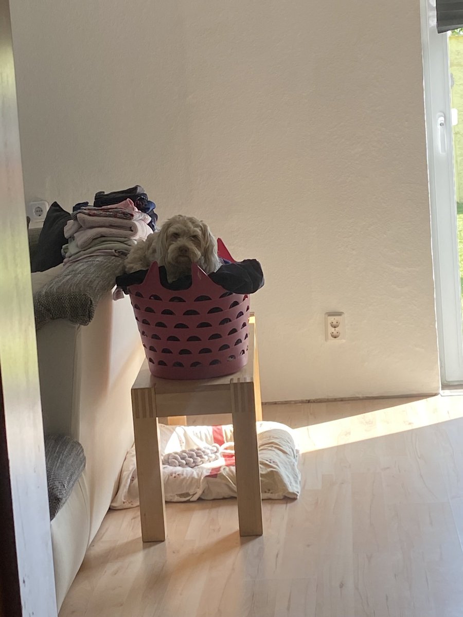 🌱BasilsCottage🌱 COMMISSIONS: CLOSED tweet media