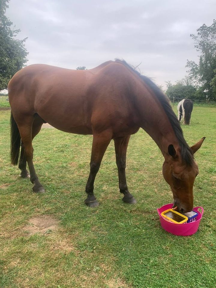 Double the Horslyx, Double the fun? 👅

"Just wanted to say, the benefits of Horslyx has helped Varo so much and he loves them as a treat💖 He would stand there all day with his double horslyx 😂such an amazing invention!!"

📸 Thank you @darceyp2004 for sending this to us!