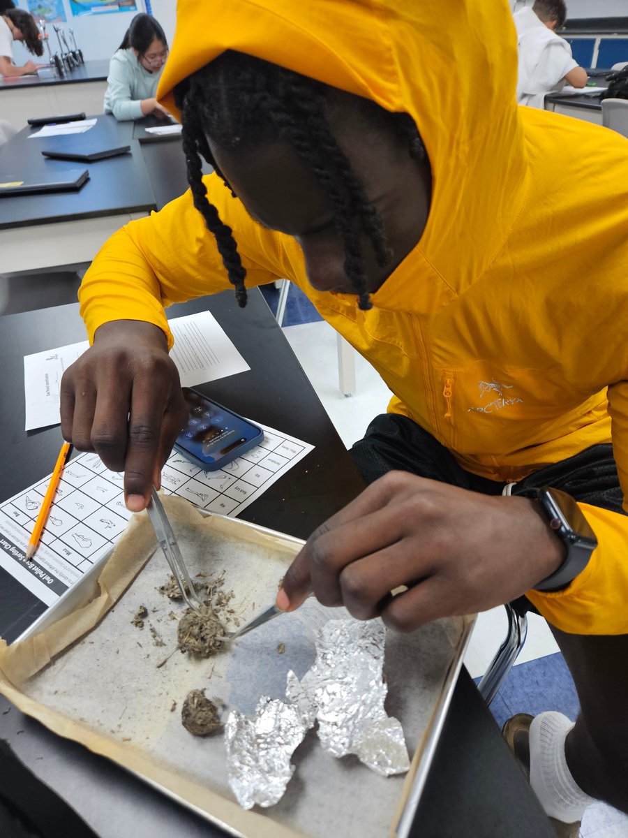VickyHulick's tweet photo. My AP Environmental Science class is diving into ecology by examining owl pellets! 🦉🔬 These hands-on investigations help students explore ecological impacts and gain a deeper understanding of the environment around us. #APEnvironmentalScience #EcologyInAction https://t.co/MzX7xbAWQi
