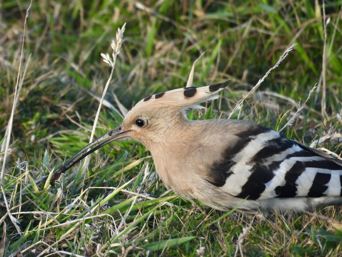 Luke Marriner (@lukemarriner_1) on Twitter photo Cracking day on <a href="/FI_Obs/">Fair Isle Bird Observatory</a> yesterday with rares arriving throughout the day, was luck enough to connect with a couple, my favorite being the Daurian Shrike, what a beauty. And who doesn’t love a Hoopoe ! Cracking day on <a href="/FI_Obs/">Fair Isle Bird Observatory</a> yesterday with rares arriving throughout the day, was luck enough to connect with a couple, my favorite being the Daurian Shrike, what a beauty. And who doesn’t love a Hoopoe !