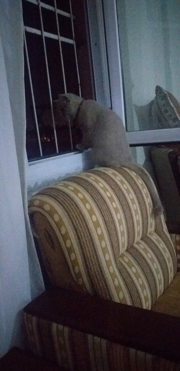 Manyak bu kedi ya saat 8 olmuş hala dışarı peşinde