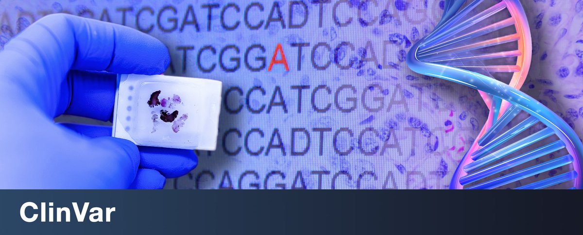 NLM’s #ClinVar streamlines genomic data access to empower clinicians with crucial insights for cancer diagnosis, patient care &amp; treatment outcomes. Its most recent update better supports #SomaticVariants! 🧬 Today’s #NLMMusings shares more + how to submit: loom.ly/wlZaghA