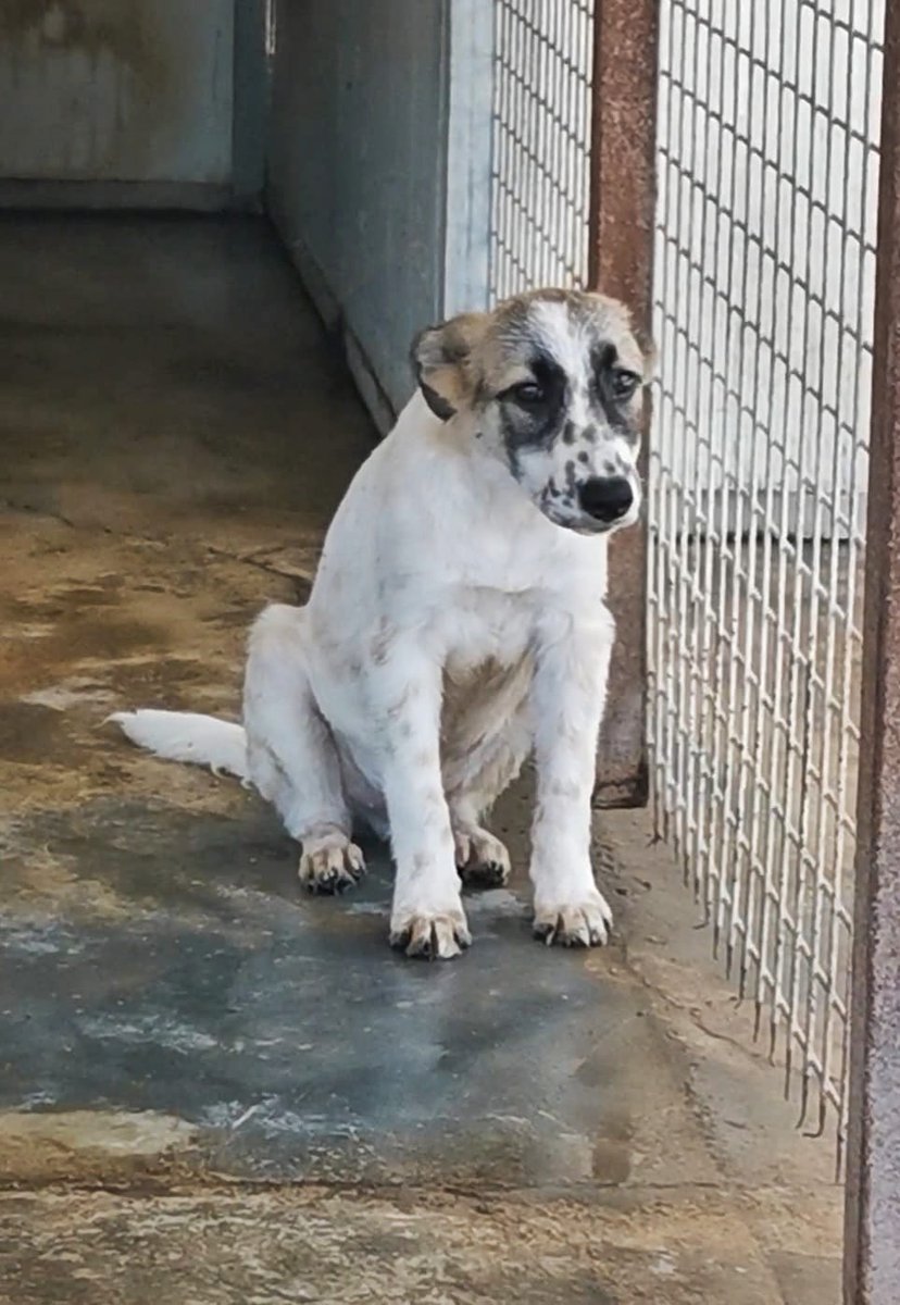 URGENTEMENTE 📢📢 cerchiamo persone disposte ad aggiungersi al gruppo di sostegno x far salire in stallo a Viterbo DARWIN e BENJI e dar loro la possibilità di essere adottati
RISCHIANO DI TRASCORRERE TUTTA LA VITA IN CANILE😭
Mancano 40 € al mese per coprire i costi 🙏🙏🙏