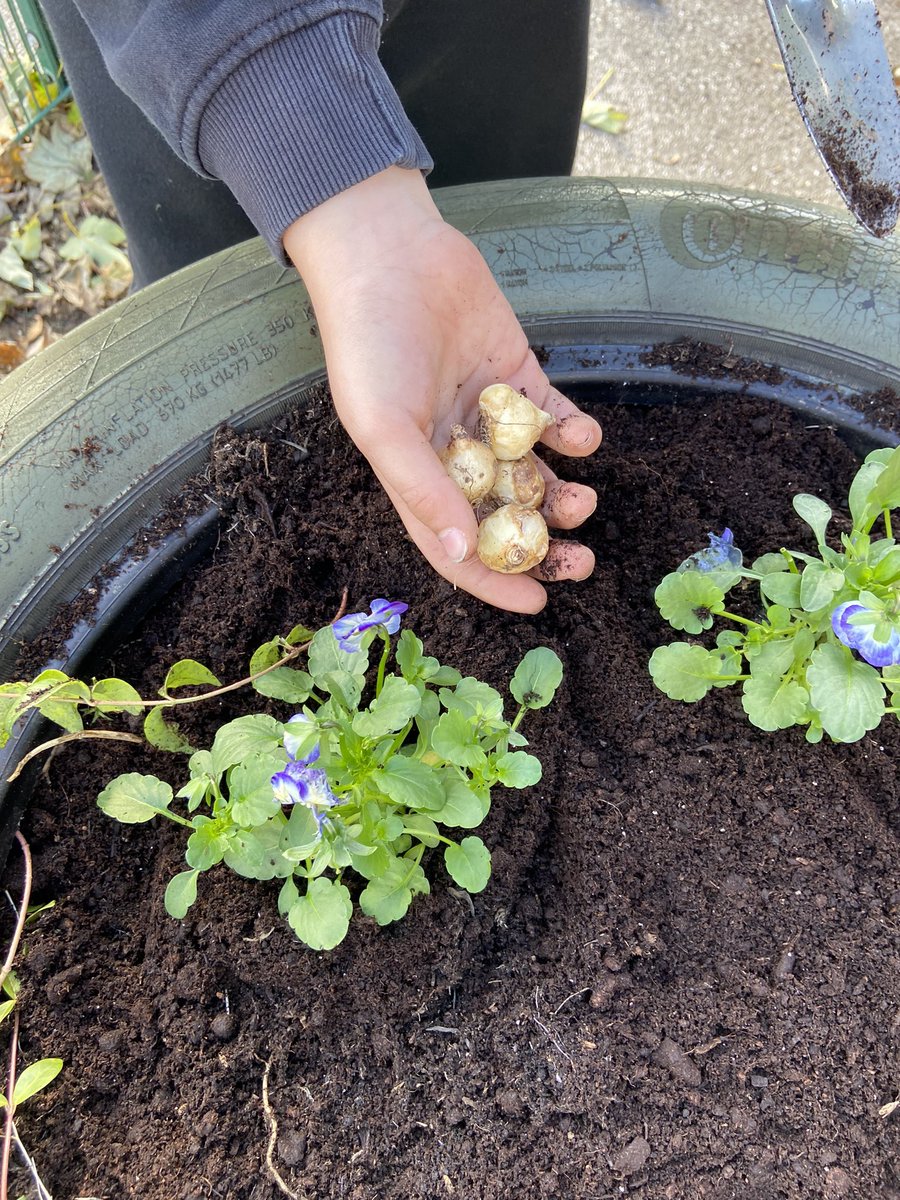 TaylormadeOL's tweet photo. Gardening and Environmental club @st_michaels_ce have been busy smartening up the tyre planters at the school entrance. Lovely Violas and bulbs ready for spring! 🌼 https://t.co/9ShNJBGihH