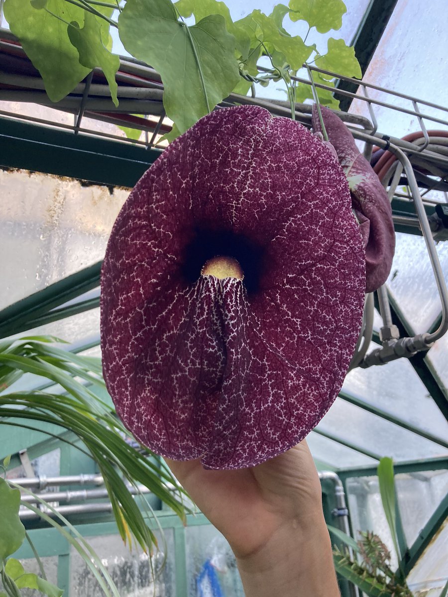 Heute Morgen erwartete uns eine Blütenüberraschung im Viktoriahaus. Aristolochia gigantea. Aus der Familie der Osterluzei. Vier offene Blüten und vier weitere für morgen.