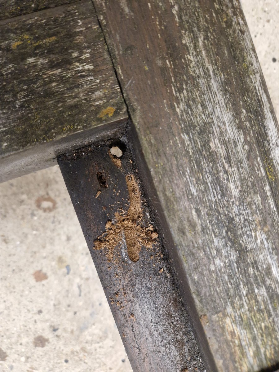 Cleaning up a rope table for a new coat of paint today. A wasp has got to this one! #Joinery #Boatbuilding #Shipwright #Skills #Hartlepool 

Hopefully, I'm getting back to doing some regular updates again.
