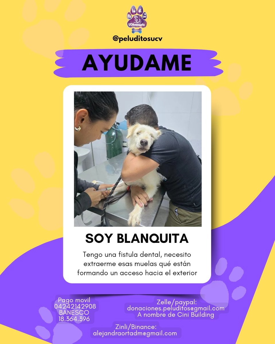 La perrita del Librero de plaza Venezuela, el cual falleció en el 2018 necesita de nuestra ayuda. Ella fue incorporada a la manada de Peluditos cuando el murió