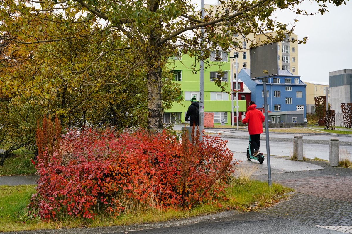 FazelDara's tweet image. Colorfull #fallfoliage at #gullfosswaterfall , #thingvellirnational  park, city of #Reykjavik,  #Iceland last weekend. @StormHour #ThePhotoHour @usatodaytravel @yourtake #fallseason #travelphotography #travel
