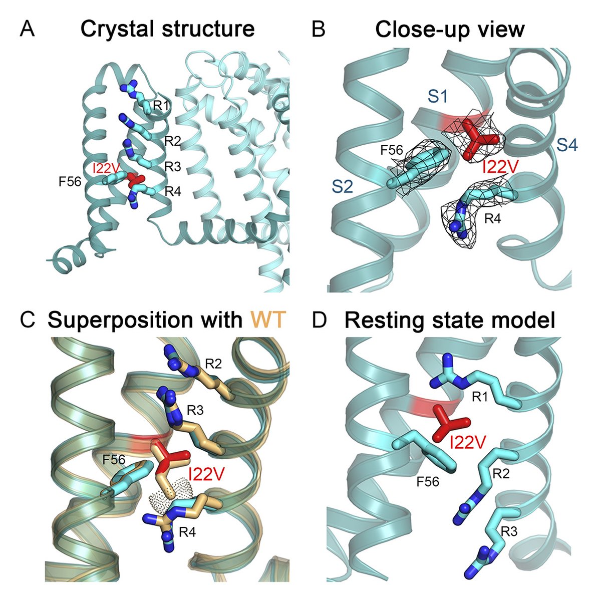 Wisedchaisri et al. describe structural basis for severe #pain caused by mutations in the voltage sensors of sodium channel NaV1.7. hubs.la/Q02RDhN30

📒 In our #Neuroscience collection: hubs.la/Q02RDnDv0
#SfN24