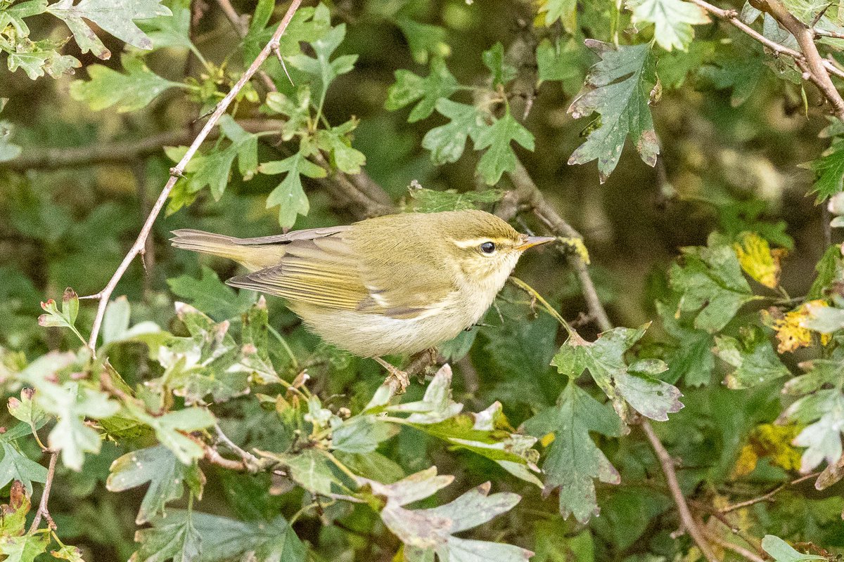 e9doc's tweet image. Arctic Warbler at Spurn