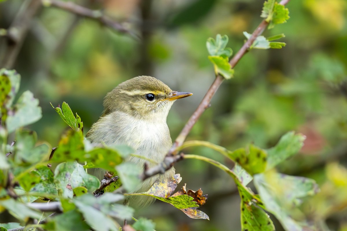 e9doc's tweet image. Arctic Warbler at Spurn