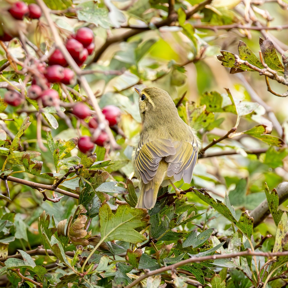 e9doc's tweet image. Arctic Warbler at Spurn