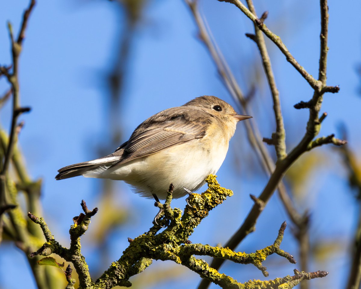 e9doc's tweet image. Red-Breasted Flycatcher at Flamborough