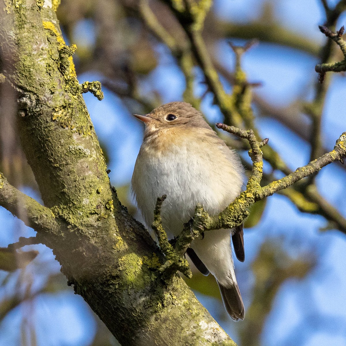 e9doc's tweet image. Red-Breasted Flycatcher at Flamborough