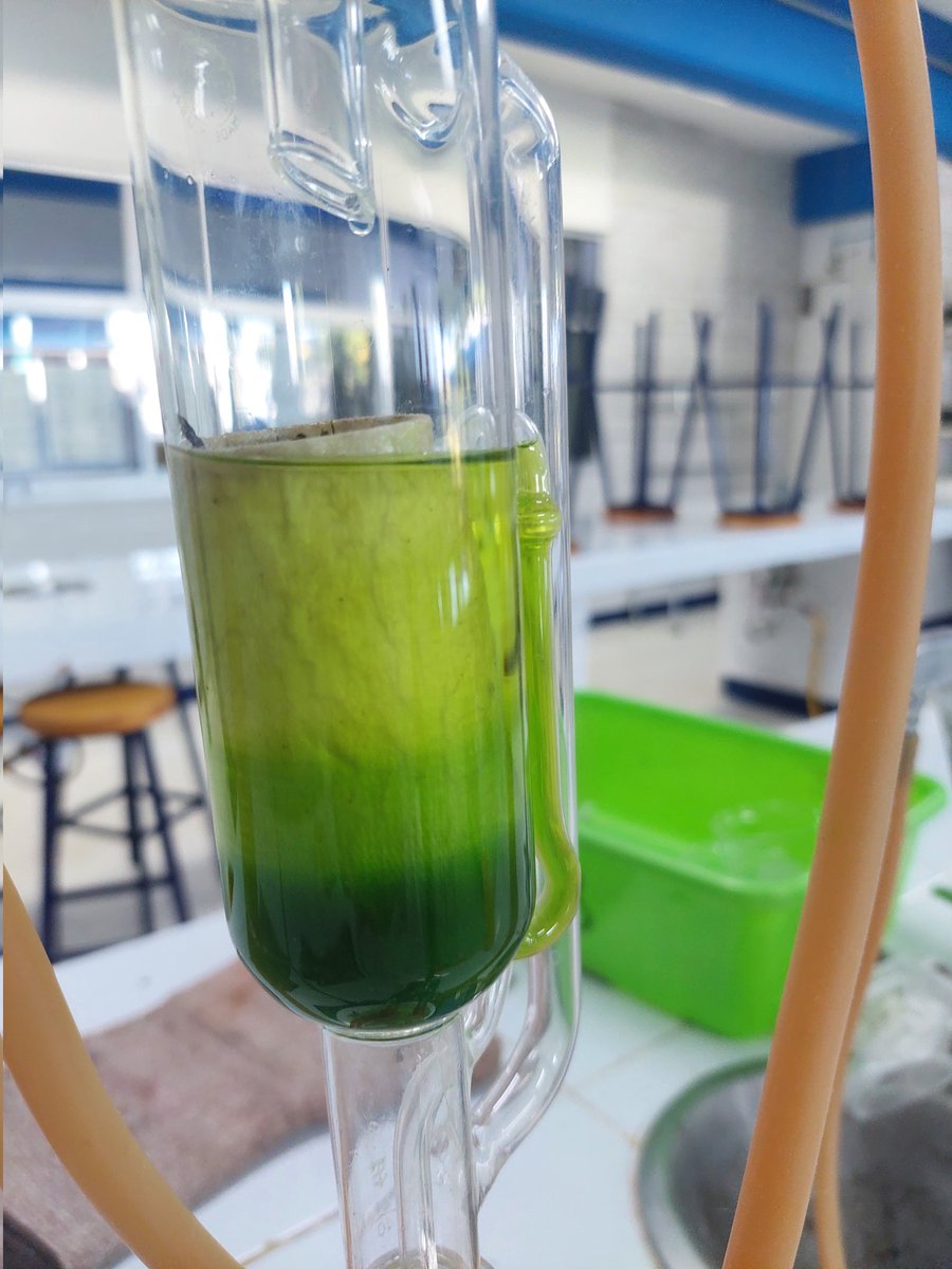 ShiroMya15's tweet photo. Working to see life in death
#chemistry #qfb #masterdegree #college #laboratory #extract #green #soxhlet https://t.co/NRagJ6NIh5