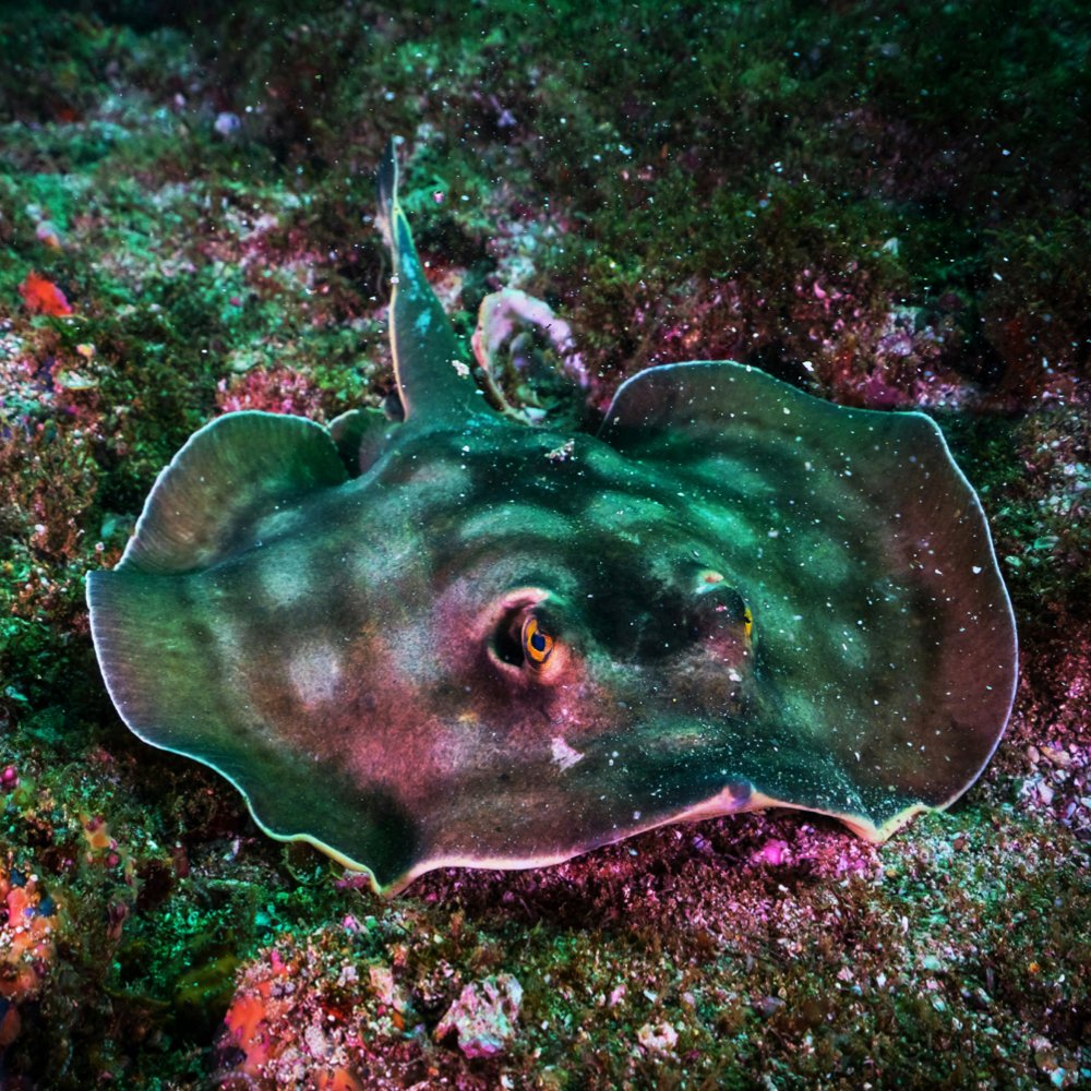 Many Minds podcast (@manymindspod) on Twitter photo We've long known that many aquatic organisms detect electrical signals. We've now learned that some terrestrial organisms can as well. Questions abound.
Just one of the topics discussed in our latest episode, w/ <a href="/SamJakeEngland/">Sam England</a>!
Listen: disi.org/electric-ecolo… We've long known that many aquatic organisms detect electrical signals. We've now learned that some terrestrial organisms can as well. Questions abound.
Just one of the topics discussed in our latest episode, w/ <a href="/SamJakeEngland/">Sam England</a>!
Listen: disi.org/electric-ecolo…