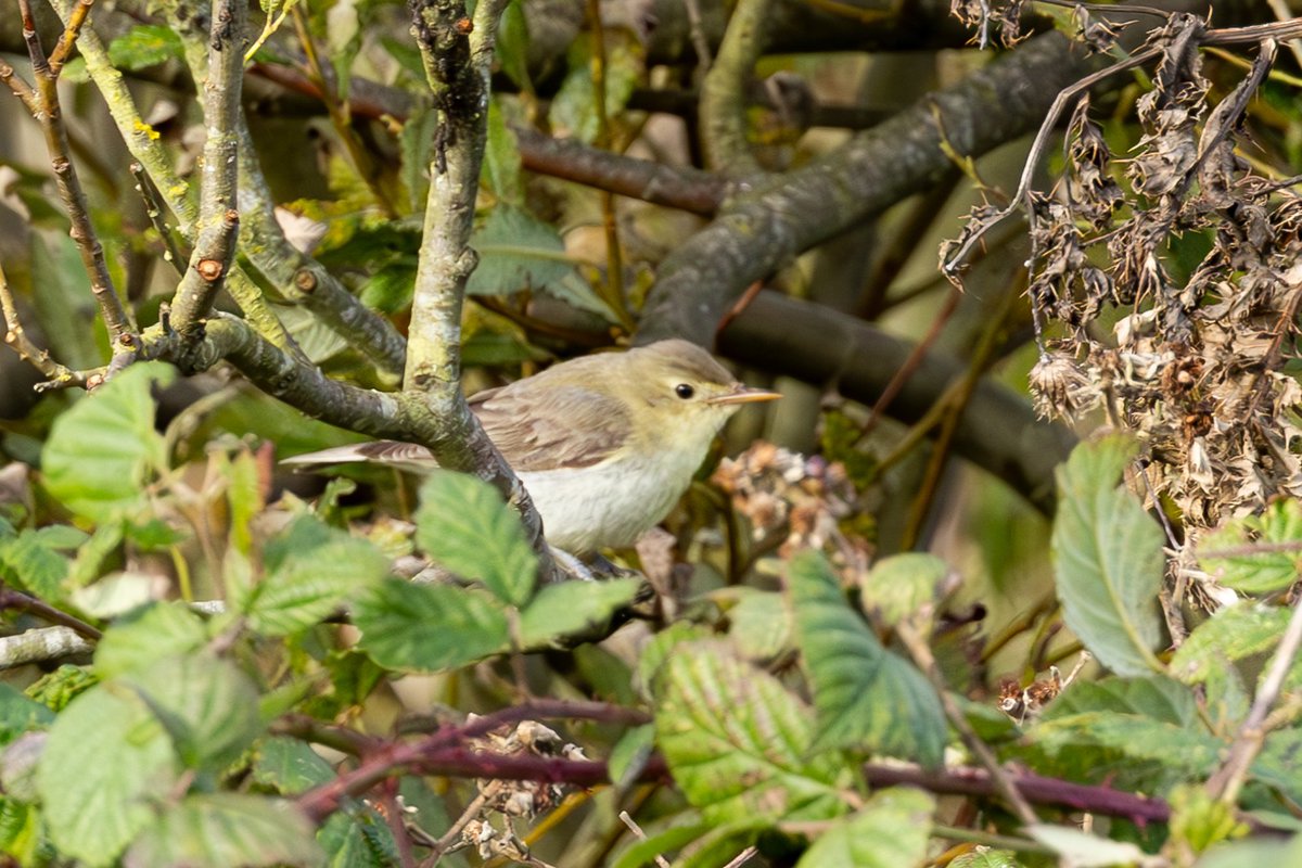 e9doc's tweet image. Icterine Warbler at Flamborough