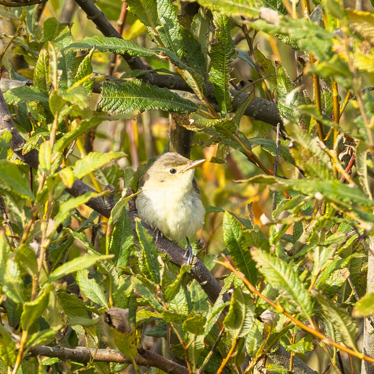 e9doc's tweet image. Icterine Warbler at Flamborough