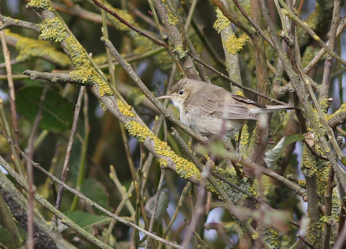 Having taken flexi on medical grounds - told my boss if I couldn't get out birding I'd probably spontaneously combust - the afternoon highlight <a href="/FlamboroughBird/">Flamborough Bird Observatory</a> was bumping into this Eastern Olivaceous Warbler. Sorted that search image, just need to work on Sykes's now!