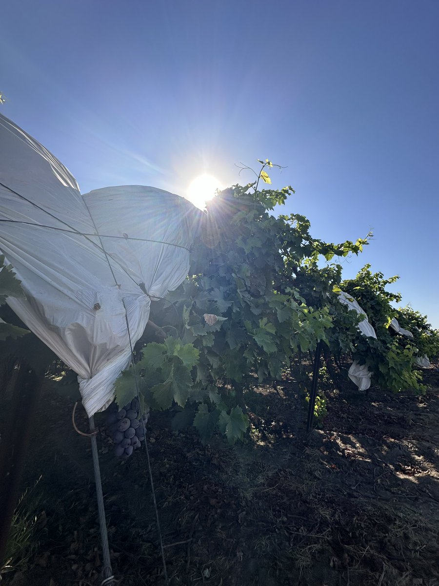RJOProduce's tweet photo. Hot start to fall! Temps are high through this week in the Central Valley. California grapes are holding on strong but waiting for those cooler temps! #rjoproduce #birddog #produce #producenews #producemarket #californiatablegrapes #grapes #october https://t.co/SoMzqWrKbu