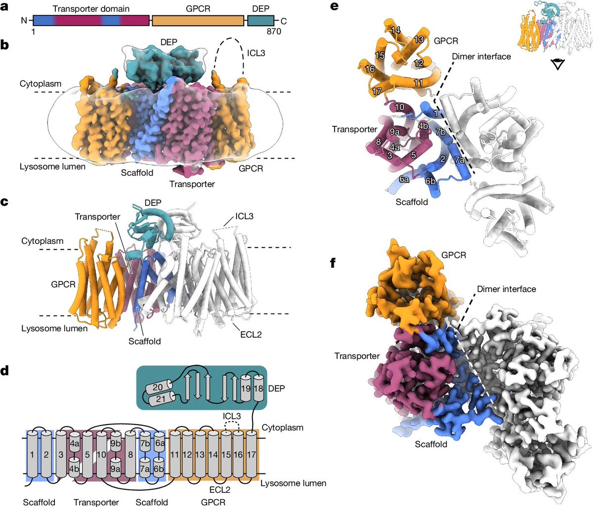 LYCHOS is a human hybrid of a plant-like PIN transporter and a GPCR | Nature