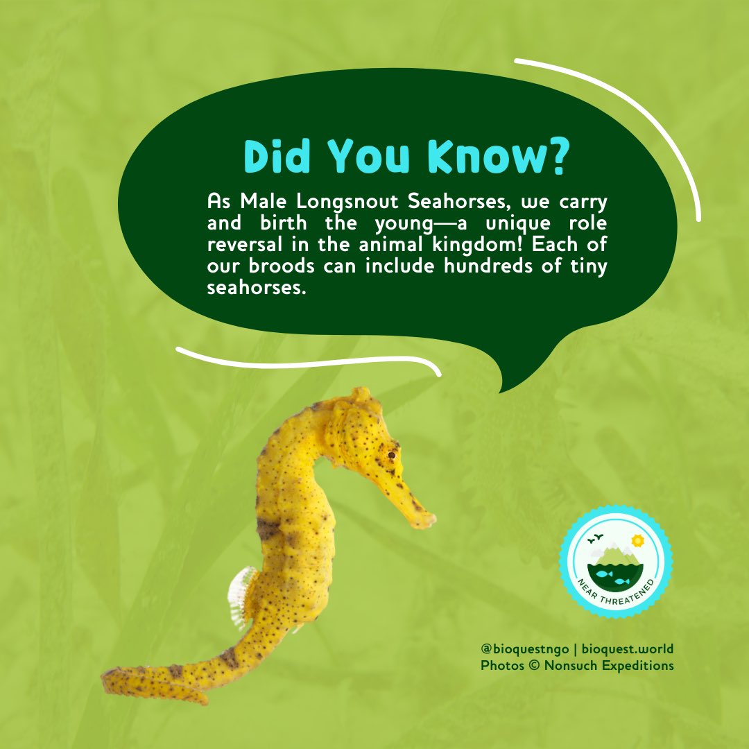 BioQuestNGO's tweet photo. Seahorses turn the parenting game on its head!
The male Longsnout Seahorse is the one who carries the young and brings new life into the ocean. Protecting them means preserving these incredible acts of nature. 🌊 #BioQuest #nonsuchexpeditions https://t.co/uZkkWnQVNV