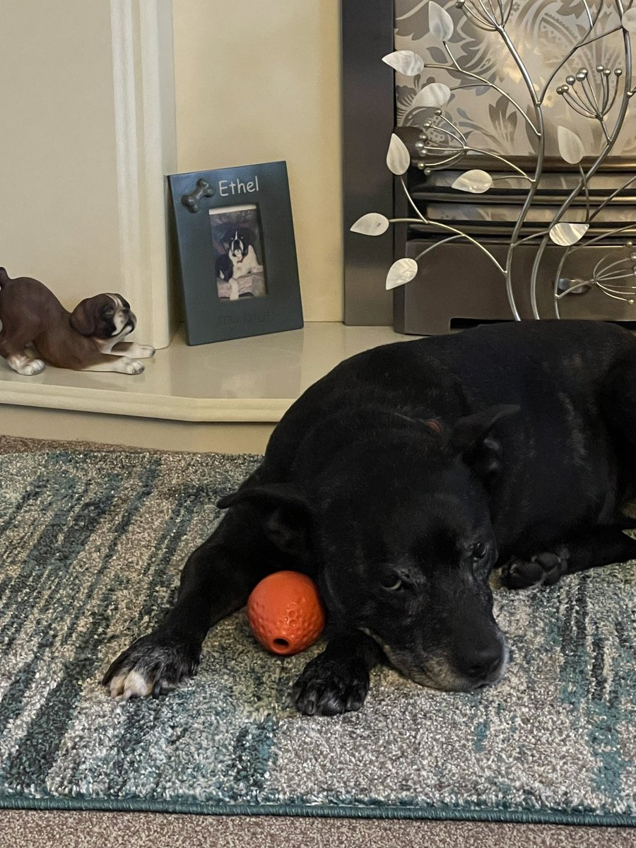 RPD2025STELLA's tweet image. Mum &amp;amp; I go over to nanny’s every rest day together.  My Grampy is poorly he smiles every time he sees me &amp;amp; I give him staffie cuddles &amp;amp; kisses I wish I could make him better but sadly no one can #braintumour @BrainTumourOrg 🐾❤️🐾