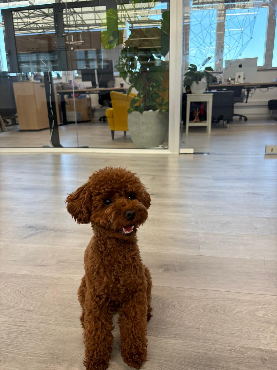 ecommbx's tweet photo. 🐾 It's International Pet Day at ECOMMBX! 🐾

Our Spartans brought extra joy to the office today, thanks to their furry friends! 🐶❤️ We’re celebrating the love, laughter, and creativity pets bring to our ECOMMfamily.

#ecommbx #ecommverse #jointherebellion #petday https://t.co/6vLdX9QmzV