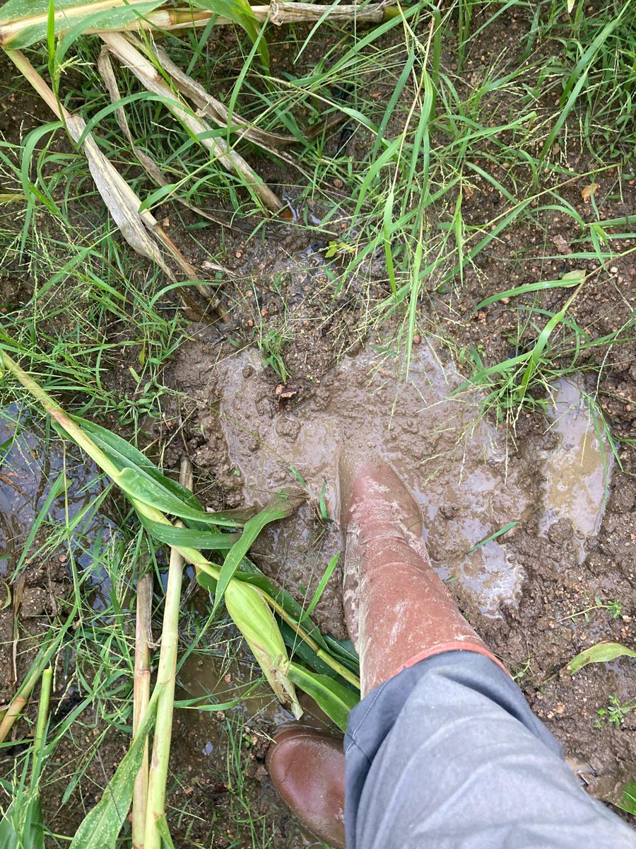 Catastrophe dans le bocage vendéen, après le vent, la pluie , encore et encore ! 😡comment on le sort le maïs fourrage et surtout quand ???😱