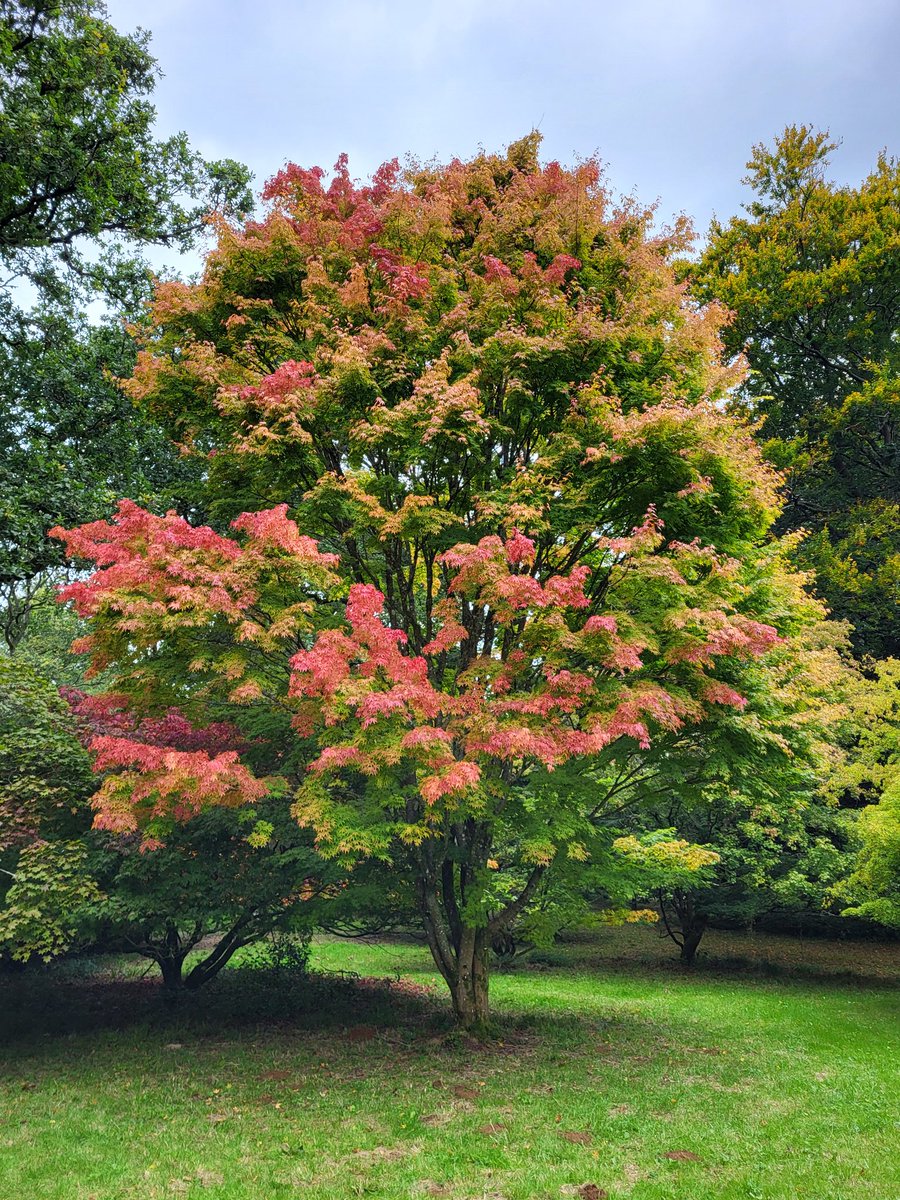 Tree Stories tweet media