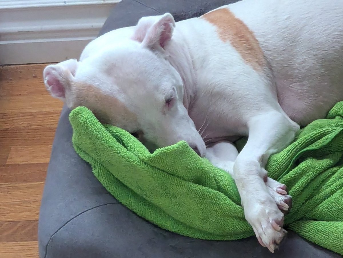 ItsProbablyOK's tweet image. Janet's had enough of my nonsense, come hang out with me! 
twitch.tv/itsprobablyok