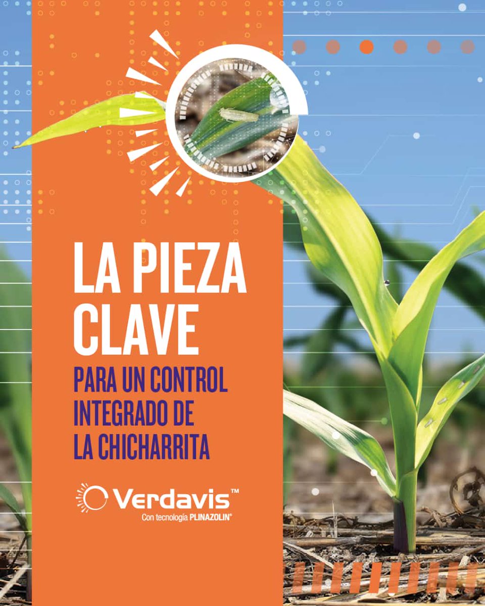 Verdavis en Maiz