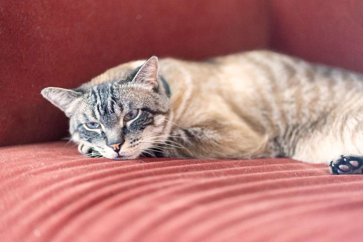 The Troy would like you to know that life is incredibly difficult on this soft, plush, comfy nap spot.

#cats #meow