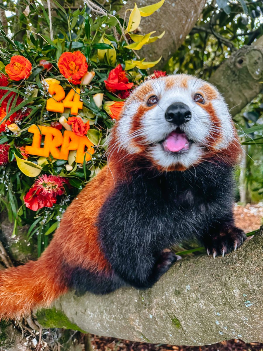 Wow... 88 zoos around the world celebrated #InternationalRedPandaDay this year! 🤩

We are so grateful this adorable and important species is getting the attention it deserves. With your help, we raised over $11,000 for red panda conservation on #IRPD 🥰

Thank you for all your