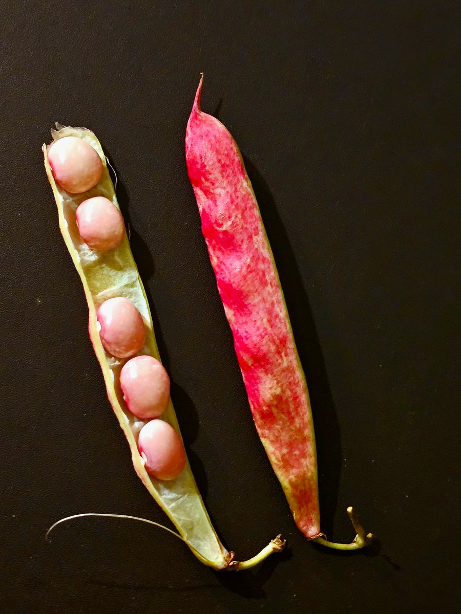 greenspacescork's tweet photo. Portrait of a bean, beans. Beautiful varieties, endlessly interesting to touch &amp; hold, all grown @GardenTogher We have more types drying. 
Thanks to @SowDiverse @IrishSeedSavers @MadsMcKeever 
Support our local seed saver hero's. @CorkHealthyCity @CorkFoodPolicy @SHEP_Ireland https://t.co/IppcUZyI67